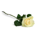 bouquet of Ecuadorian roses 80cm